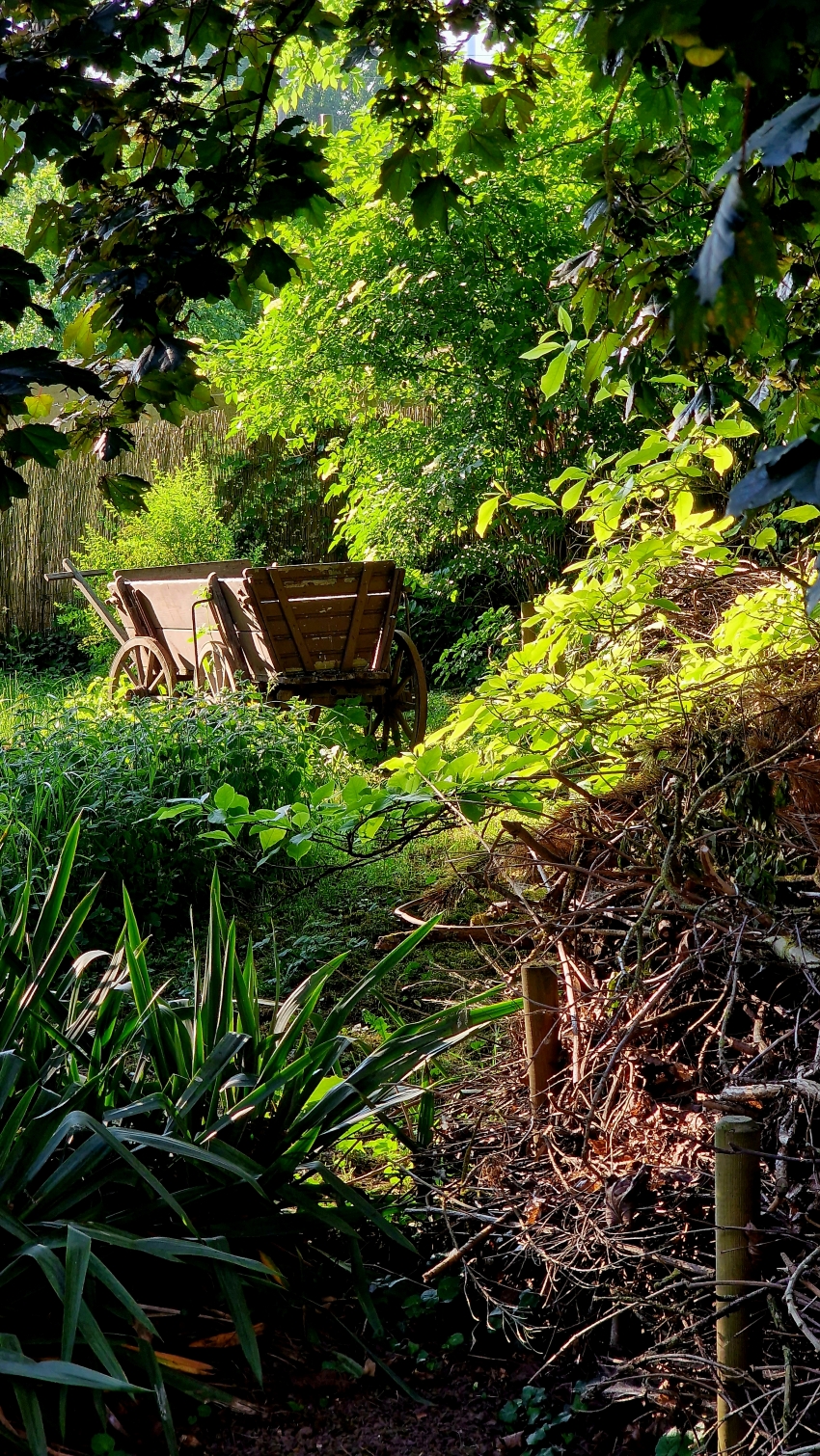 Garten mit Gehölzen gestalten