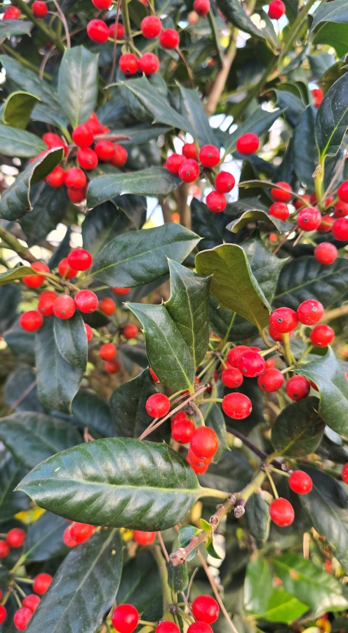 Der Ilex mit roten Beeren