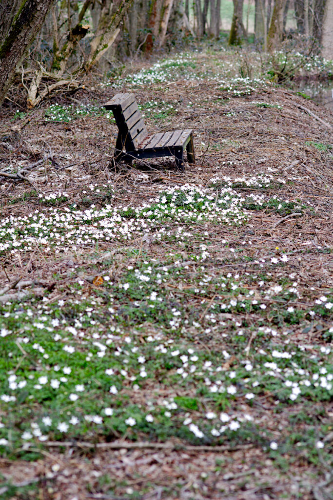 Wald-Anemonen