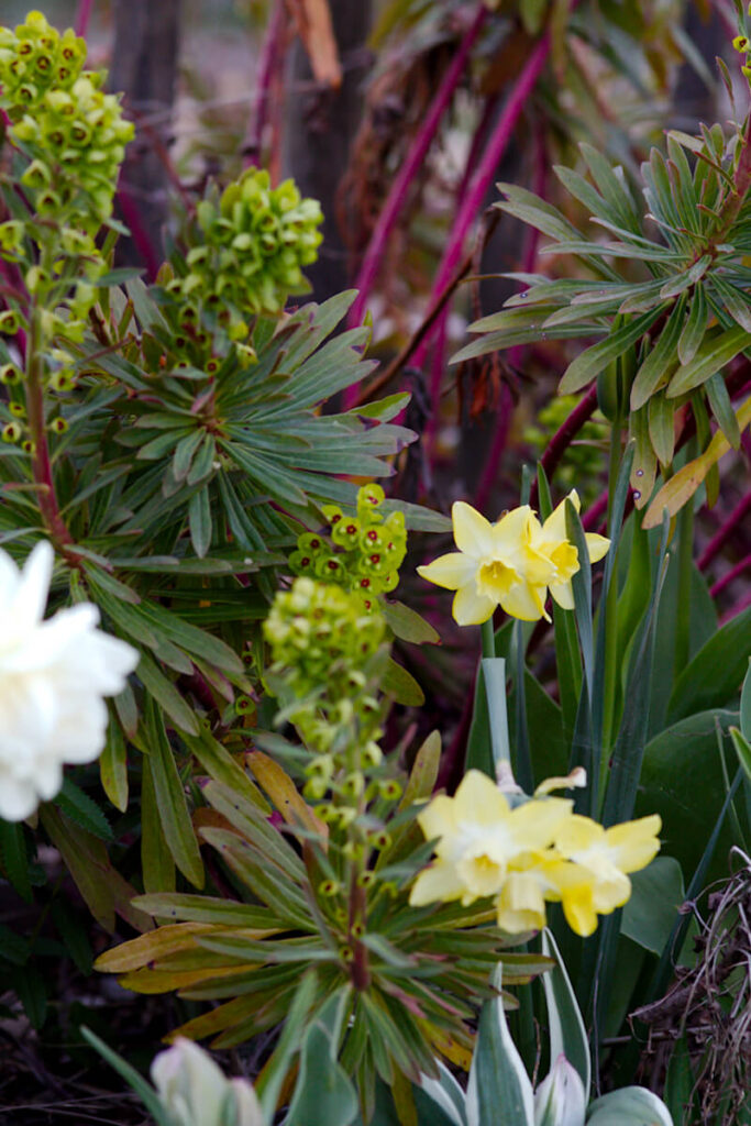 'Pipit'