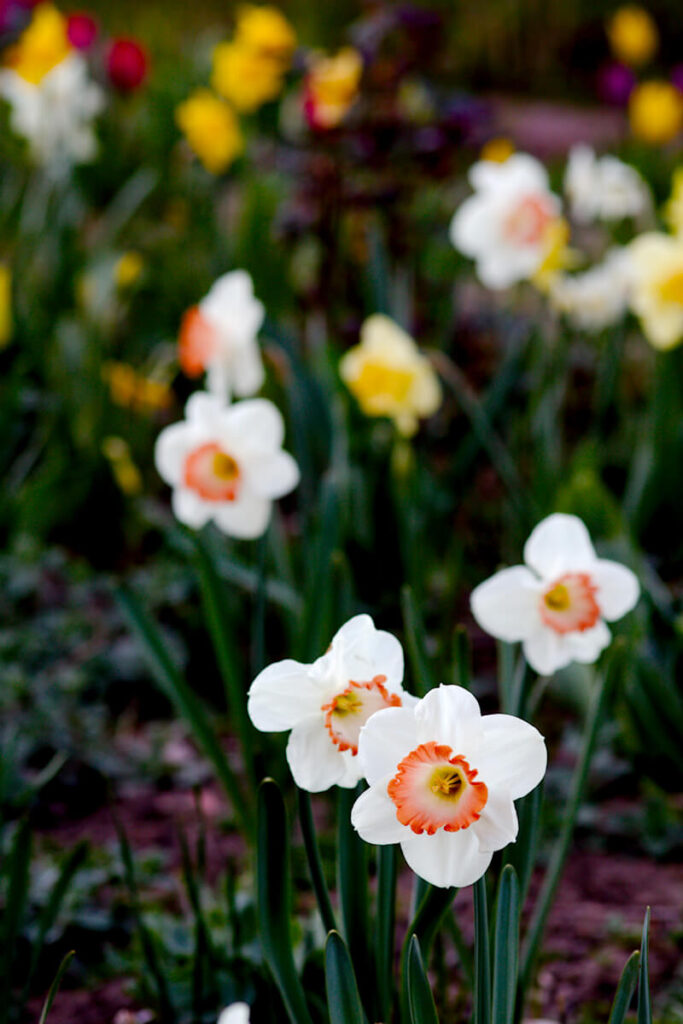 'Pink Charme'