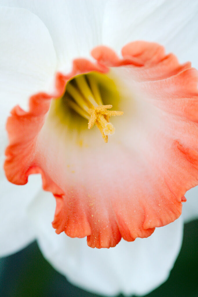'Pink Charme'