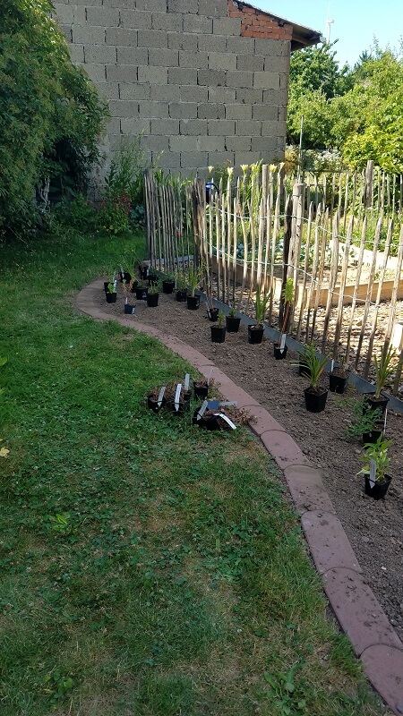 Staudenbeet beim Gemüse