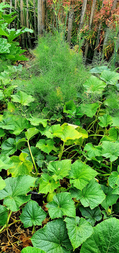 Gemüsegarten