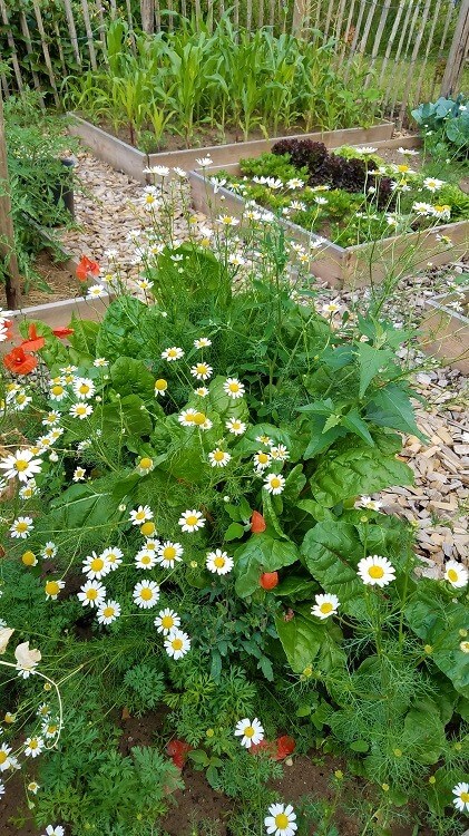 Gemüsegarten