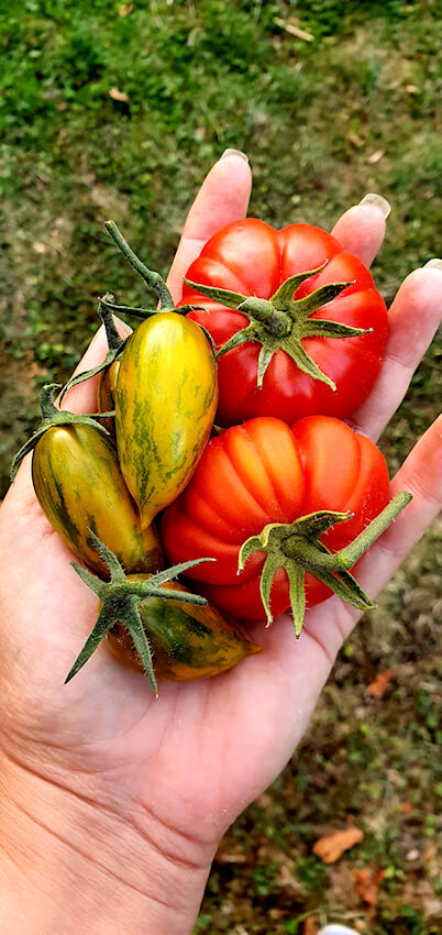 Gemüsegarten
