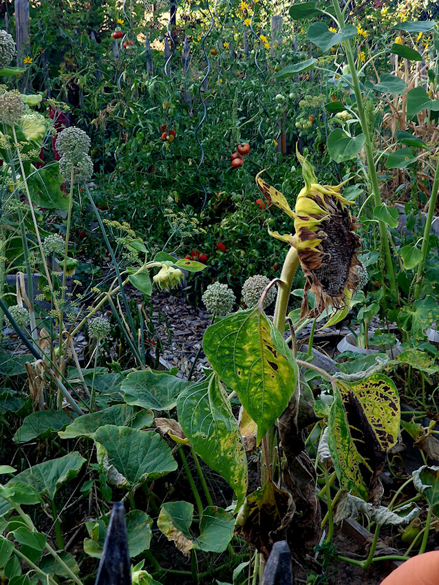 Gemüsegarten