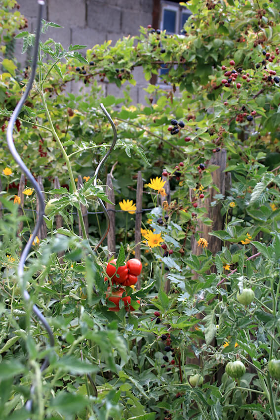 Gemüsegarten