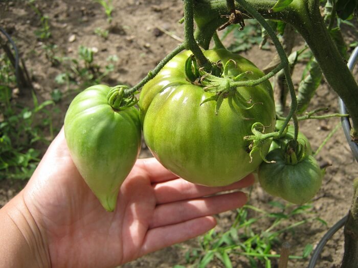 gemüsegarten