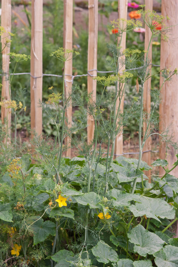 garten schrebergarten selbstversorger gemüsegarten gemüsebeet beet