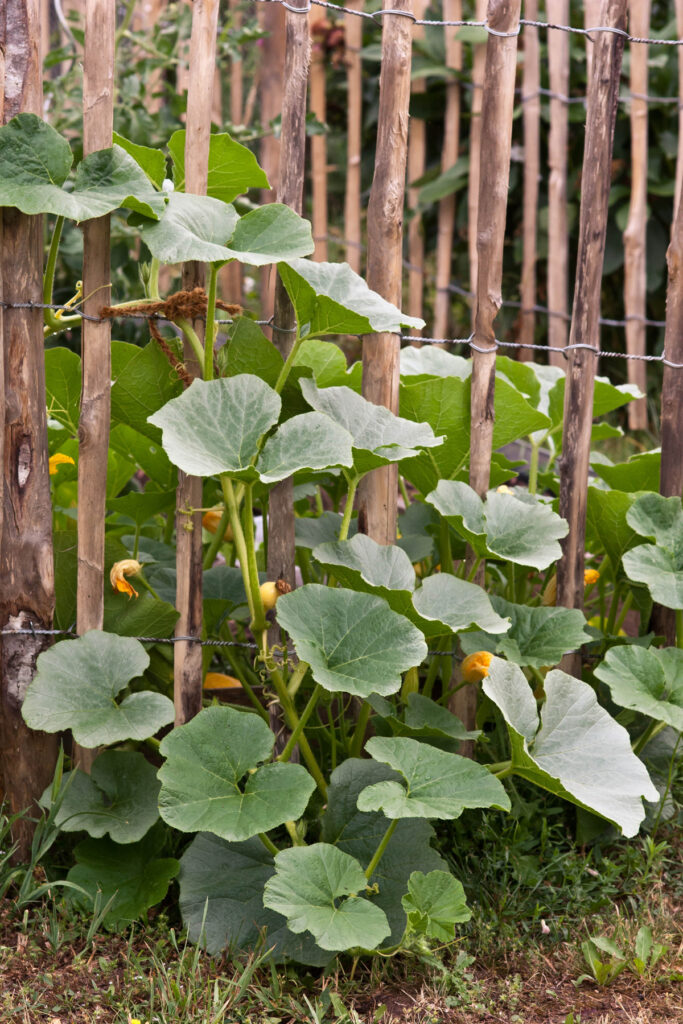garten schrebergarten selbstversorger gemüsegarten gemüsebeet beet