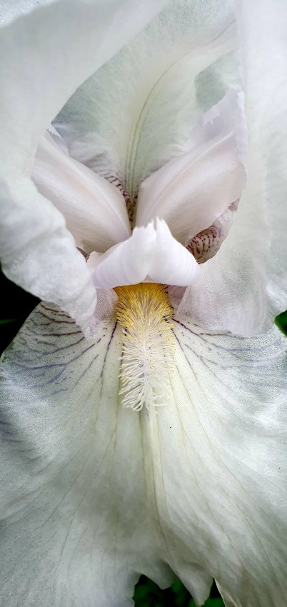 Bart-Iris