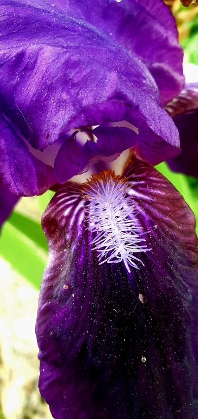 Bart-Iris