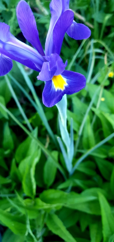 Gartenarbeit im Mai