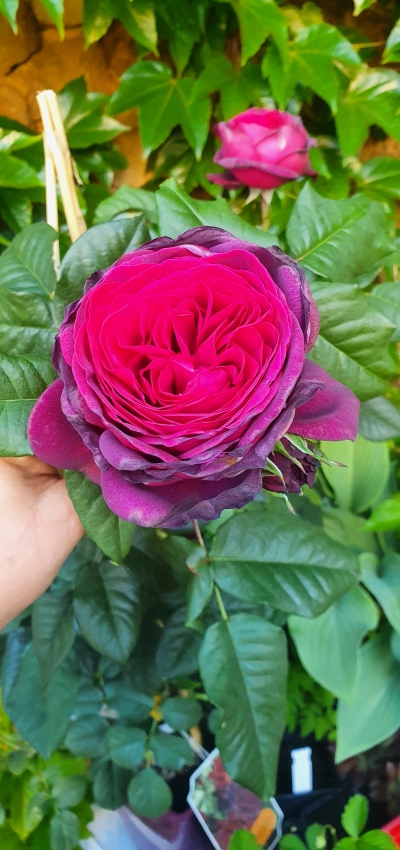 Rosen