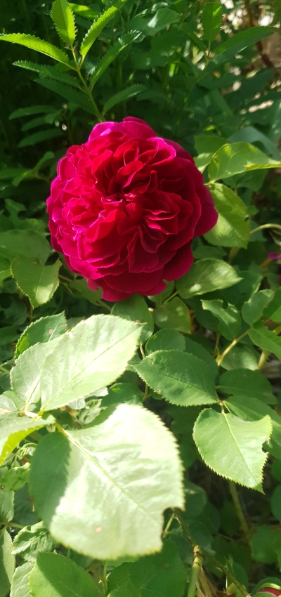 Rosen