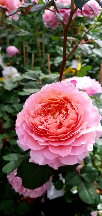 Rosen