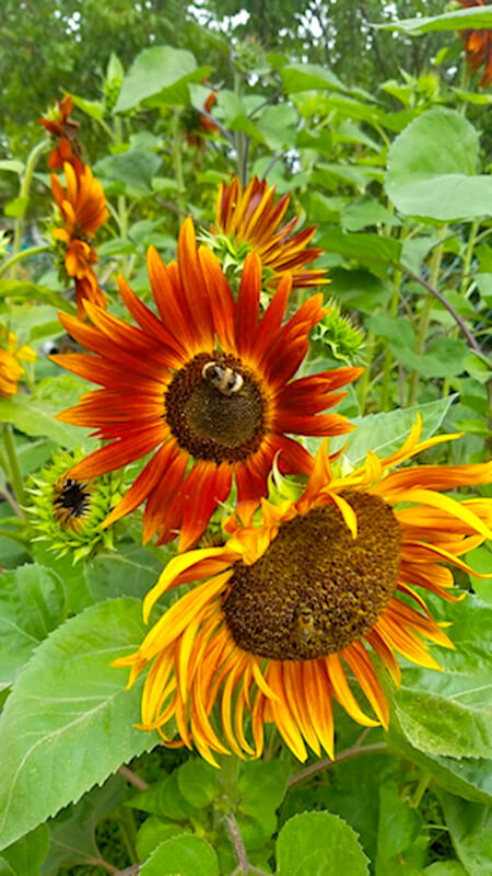 Bauerngarten anlegen