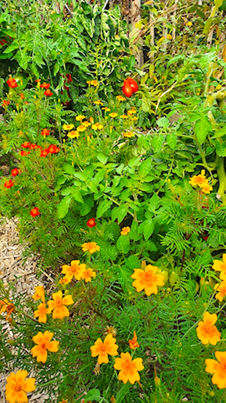 Tagetes