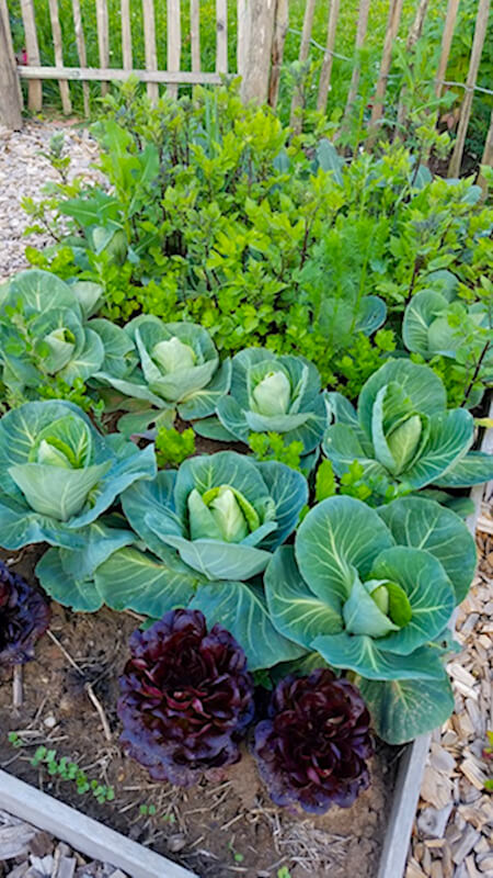 Gemüsegarten