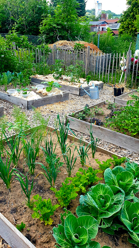 Gemüsegarten