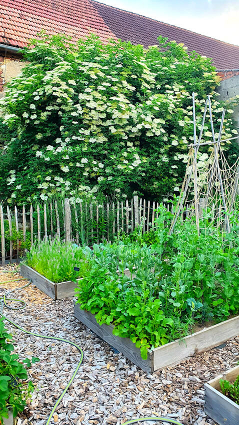 Gemüsegarten