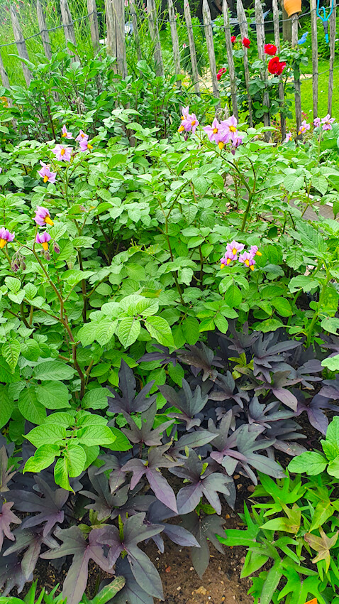 Gemüsegarten