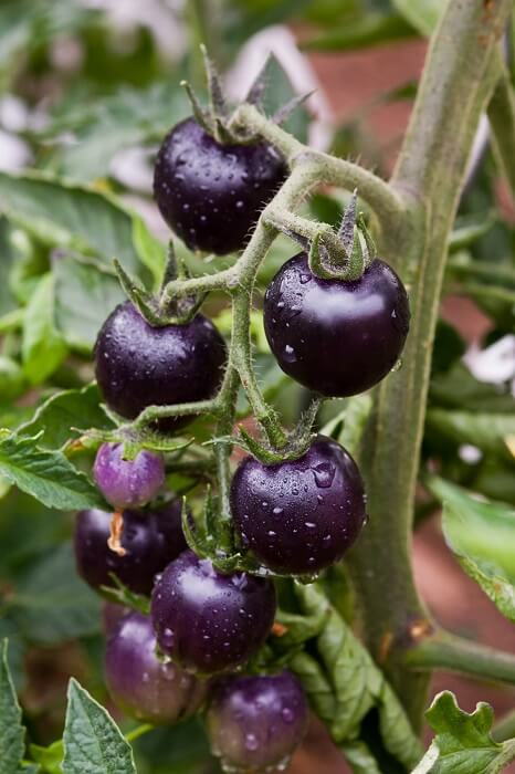 Lila Tomate