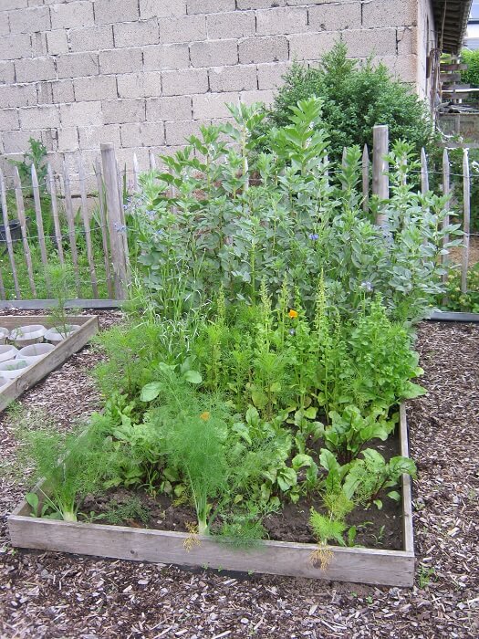 gemüsegarten