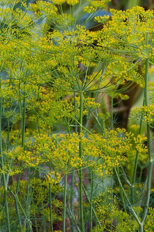 gemüsegarten Dill