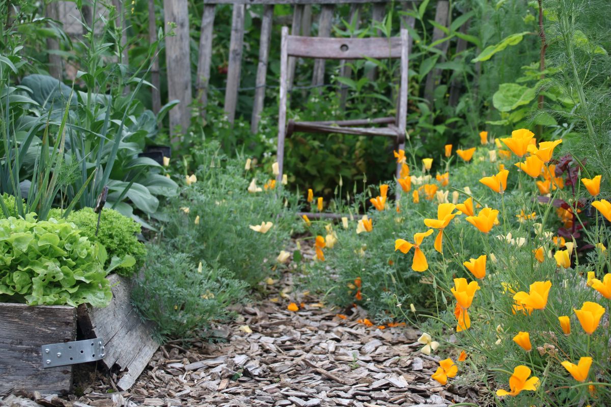 Gemüsegarten mit morschen Holzrahmenbeeten und bunten Blumen.