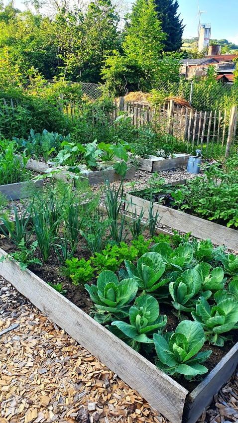 Gartenarbeit im Juni - Gemüsegarten
