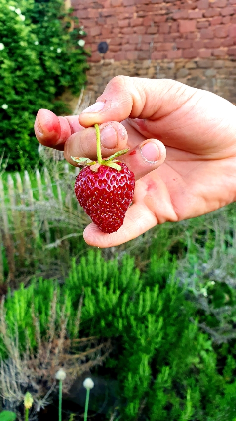 Gartenarbeit im Juni - Gemüsegarten