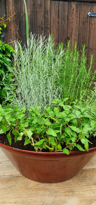 Gartenarbeit im Juni - Kräuterbar