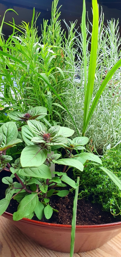 Gartenarbeit im Juni - Kräuterbar