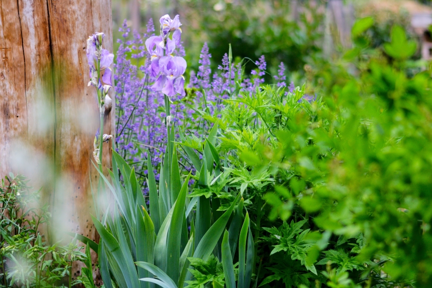 Staudengarten im Juni