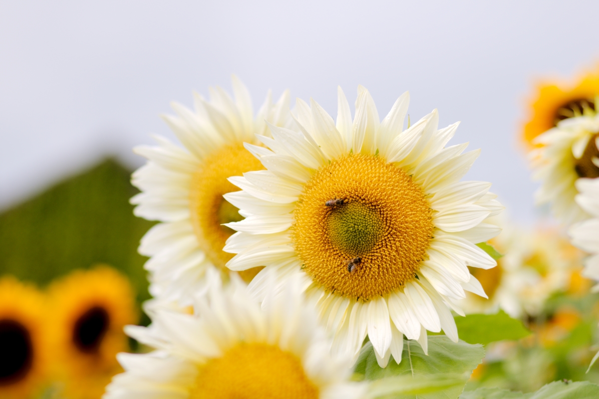 Gartenarbeit im August, die Sonnenblumen blühen
