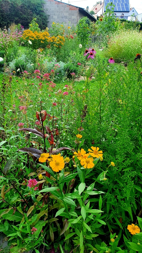 Gartenarbeit im August