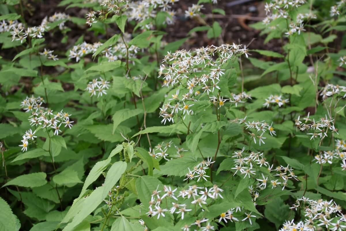 Keine wuchernden Stauden: die Wald-Aster