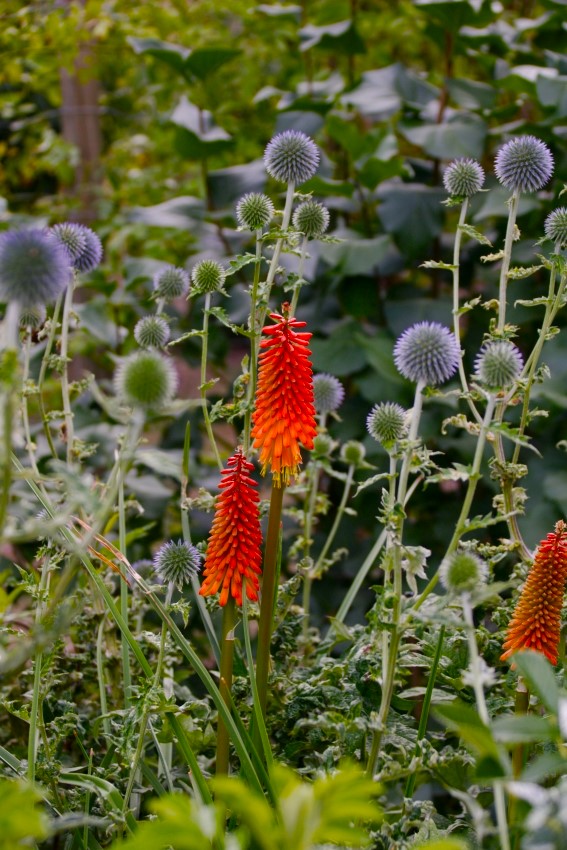 Fackellilie und Kugeldistel