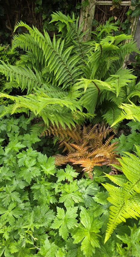 Wuchernde Farne und Ziergräser