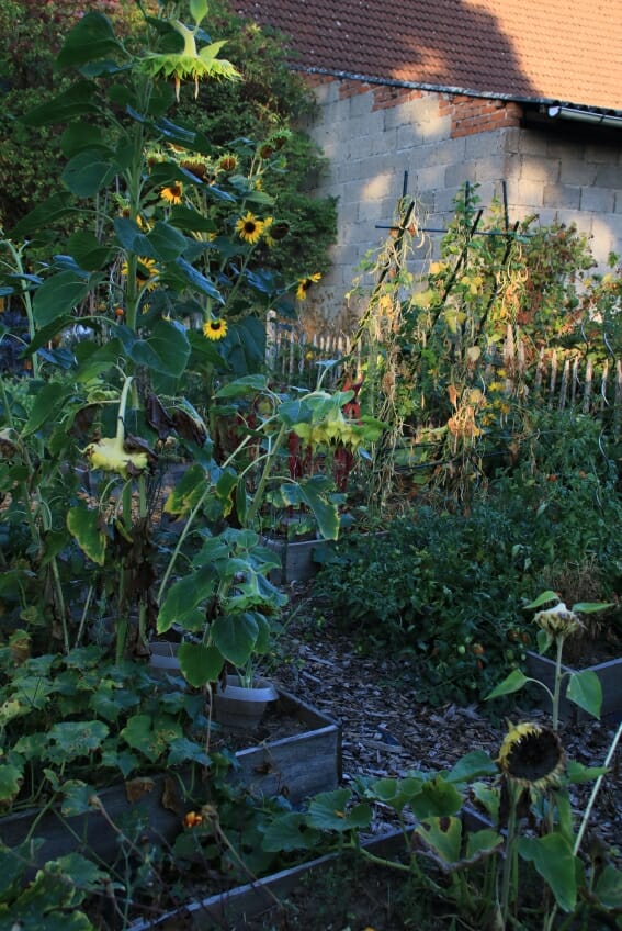 Gemüsegarten im September