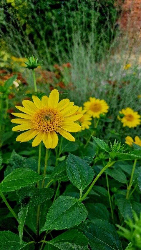 Helianthus decapetalus 'Meteor' gehören nicht zu den wuchernden Stauden.