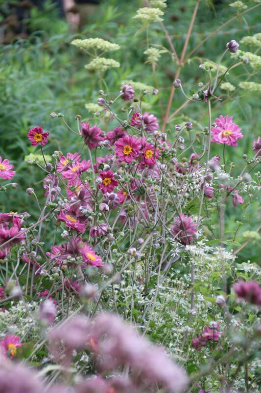 Herbst-Anemonen