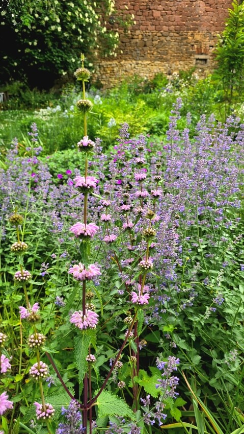 Phlomis tuberose ist harmlos.
