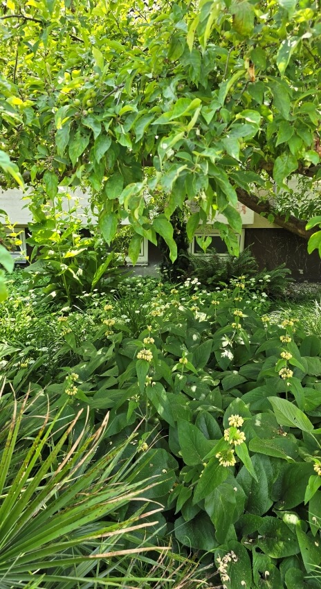 Phlomis russeliana gehört zu den wuchernden Stauden.