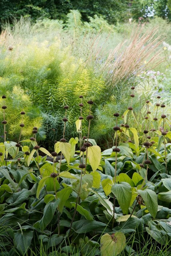 Phlomis russeliana gehört zu den wuchernden Stauden.
