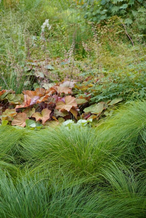 Wuchernde Farne und Ziergräser
