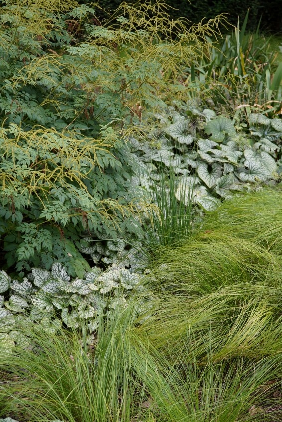 Carex im Schattenbeet