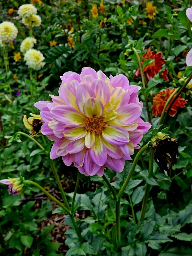 Gartenarbeit im September